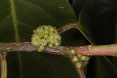 Casearia rubescens